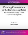 Creating Connections in the Developing Brain